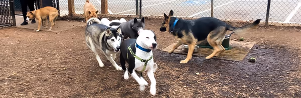 Sweat Mountain Park Dog Park photo 2